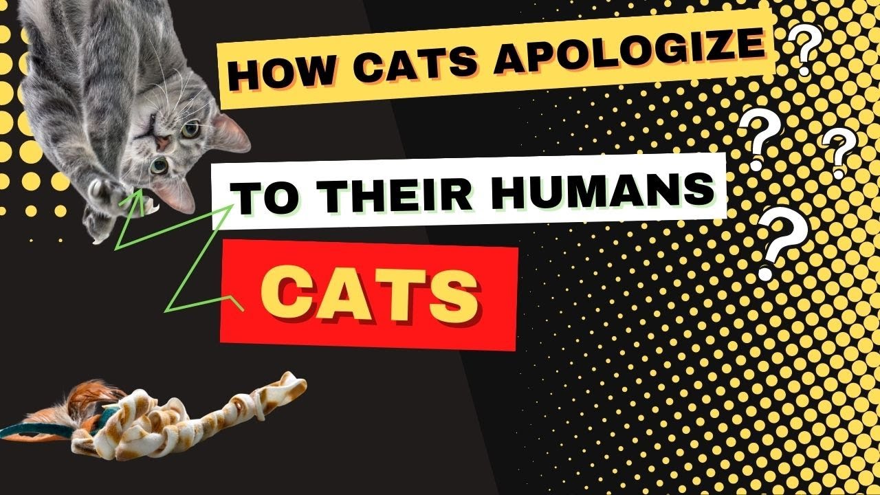 How Cats Apologize to Their Humans???