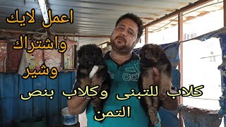فرصه كلاب للتبنى وكلاب بنص الاسعار#خلى الناس تربى # الحق بسرعه