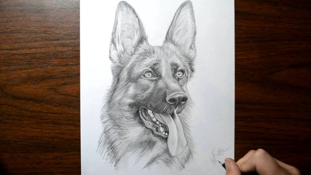 How to Draw a Dog - German Shepherd - YouTube