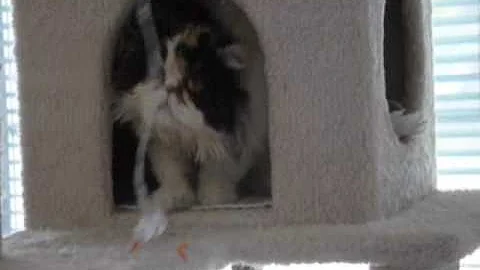 Watch the video about Kira - Calico Persian Cat