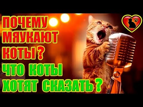 Почему Кот Мяукает Без Причины? Что Кот Хочет Сказать?