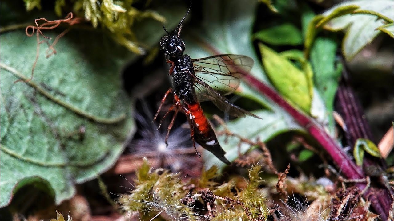 Xiphydria prolongata (Schwertwespe), Deutschland 🇩🇪 / Weissenohe