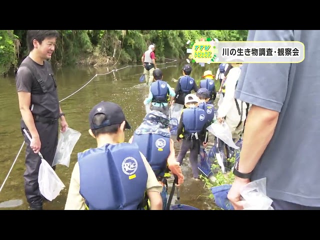 川の生き物観察