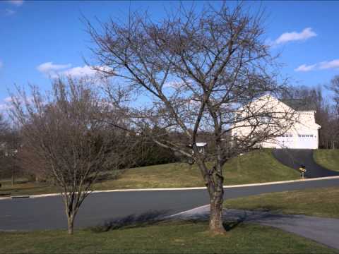 cherry-tree-20130405(hd)