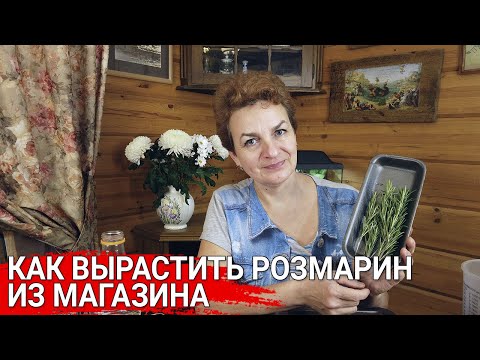Как вырастить розмарин из магазина | Розмарин на подоконнике