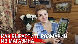 Как вырастить розмарин из магазина | Розмарин на подоконнике