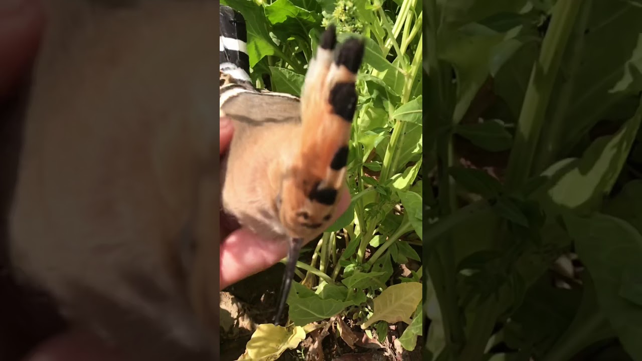 معلومات عن الهدهد قد لاتعرفها هدهد ميت يفتح عينه اثناءالتصوير الصياد ابو اسحاق