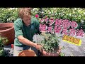 【初心者の方向け】イングリッシュローズ6L鉢苗から大きな鉢に植え替え！実践編！