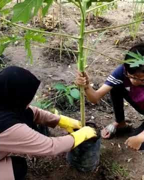 Jom Belajar cara menanam betik berbuah rendah💖🌎Sila saksi kan....👍🏻🤭😅