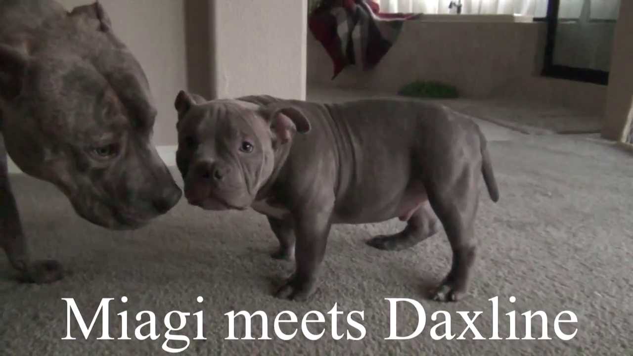 mini pitbull terrier