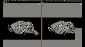 Peer to peer data sharing with Neuroglancer