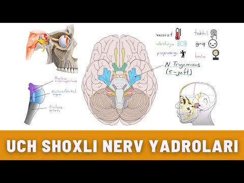 UCH SHOXLI NERV (1-qism) |  UCH SHOXLI NERV YADROLARI  |  NUCLEI TRIGEMINI