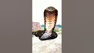 Anaconda snake in real life P111#shorts #short #snake #nagin #python #anaconda #snakes #bigsnake