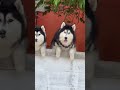 Two pet huskies peer over garden wall