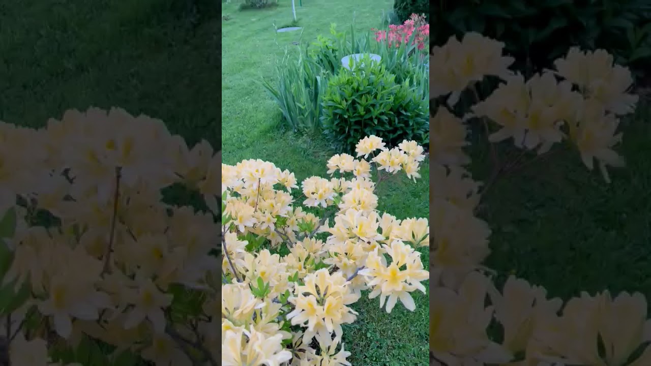 Красиво цветёт вейгела