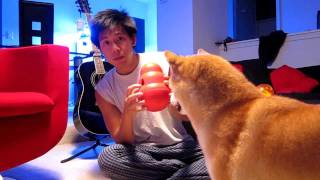 Dog Toys Review: Smarter Toys iQ Ball vs. Kong Wobbler (Shiba Inu Judge Mac)