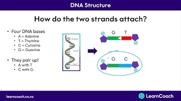 NCEA Science Level 1 Biology: DNA Structure and Alleles