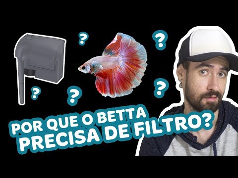 Vídeo: Por Que Você Precisa De Um Filtro De Aquário