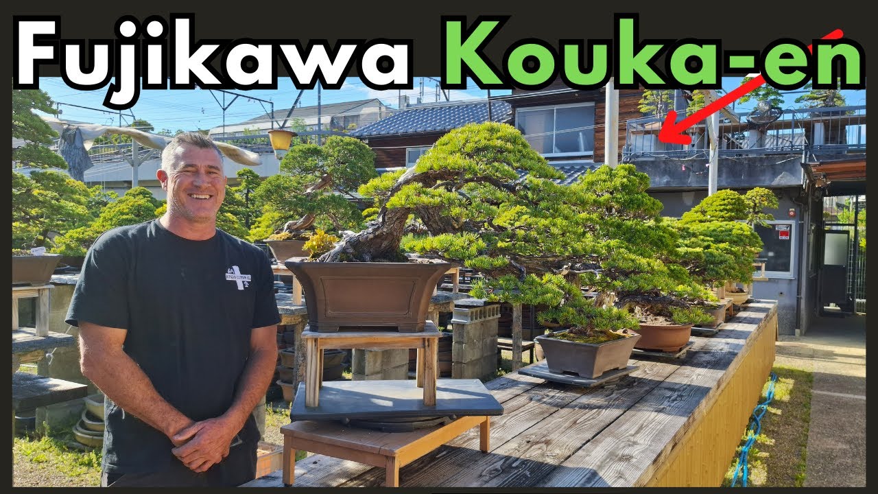Прогулка по японскому саду бонсай Фудзикава Коука-эн @BonsaiHarmony