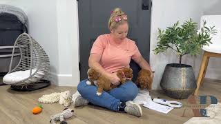 Famous Meet Our Adorable F1B Cavapoo Puppies – Clover & Elias’ New Litter! Net Worth