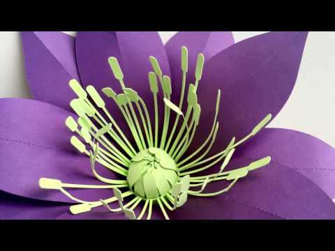 Video: Hellebore Blossom krāsas maiņa - kāpēc mani velniņi kļūst zaļi