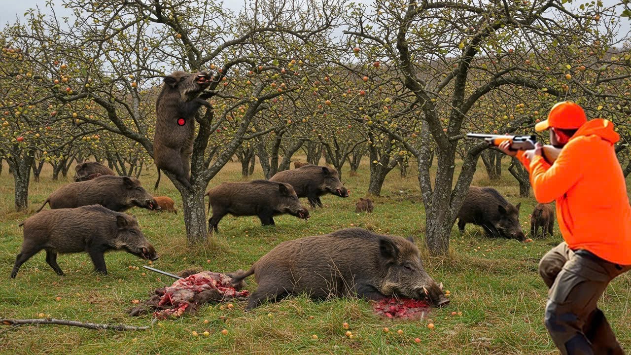 Exploding Wild Boar Unbelievable! Wild Boar Climbs Tree,Farmers and Hunters Deal With ...