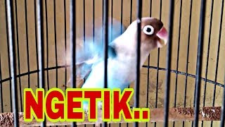 Pancingan lovebird ngetik paud pasti nyaut