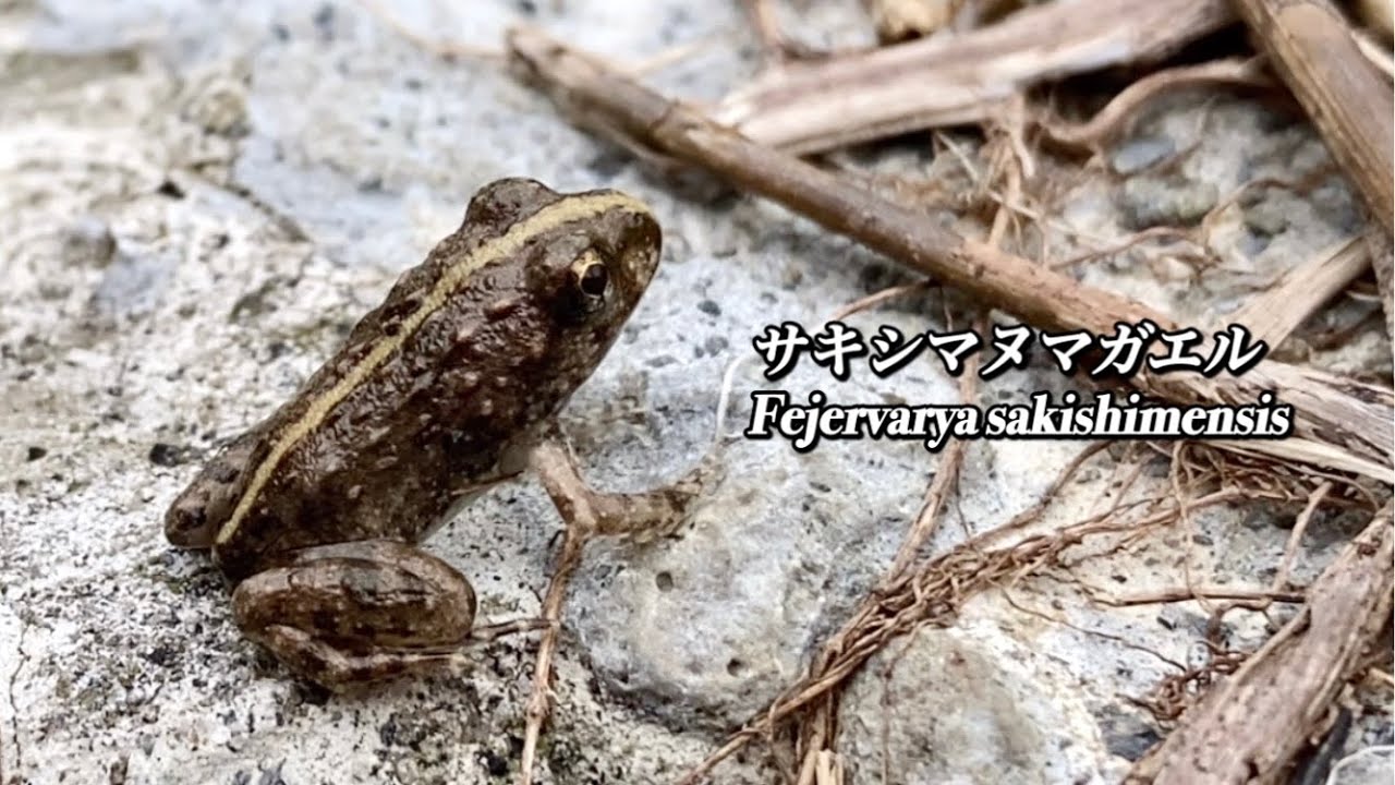 石垣島でよく聞くカエルの鳴き声はサキシマヌマガエル Fejervarya