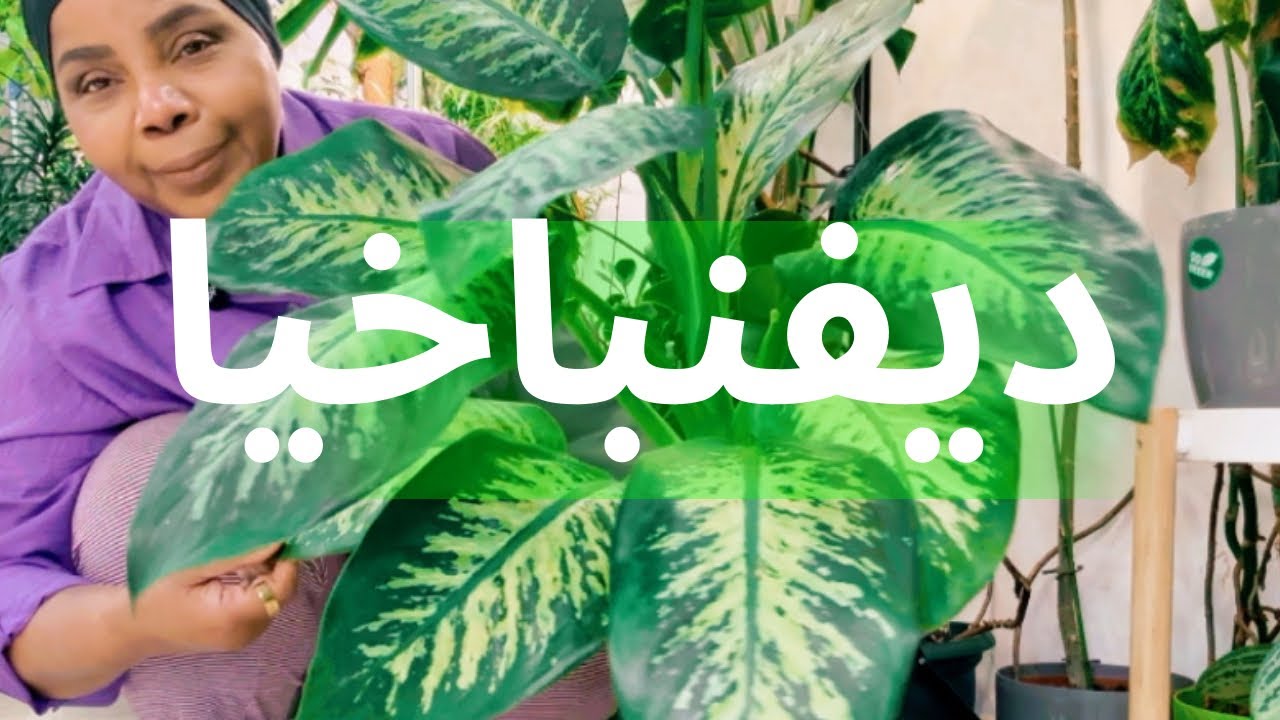 كيف العناية بنبات الديفنباخيا ؟  والانقاذ - والاكثار