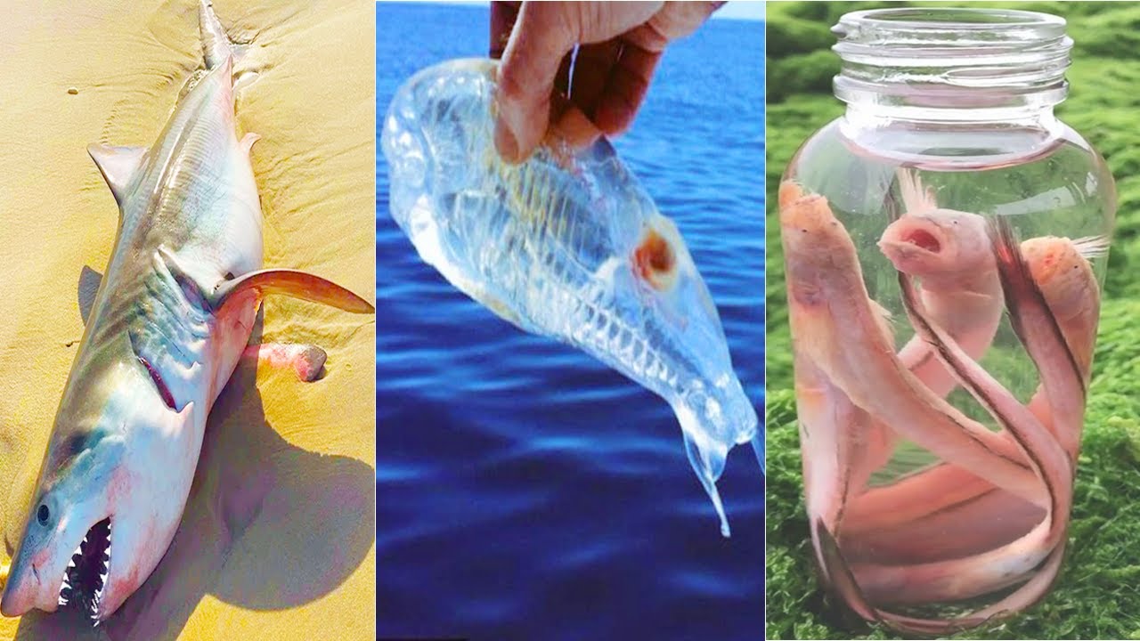 Here's How To Catch Seafood ASMR Relaxing (Catch Shark, Catch Fish, and