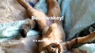 And now my cat BeBe... BeBe wakey!　（ベベのお目覚め)