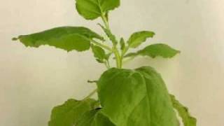 Phytophthora Capsici Infects Nicotiana Benthamiana