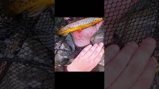 Fishing a Very Nice Brown Trout