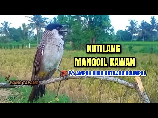 Suara Burung Kutilang Gacor Asli 100% Ampuh || Untuk Memanggil Burung Kutilang Liar Auto Mendekat class=