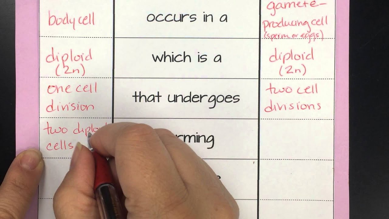 meiosis vs mitosis worksheet