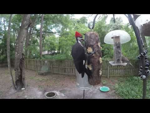 Pileated Woodpecker pair eating Bark Butter® June 9, 2017