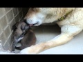 産まれて半日の子犬