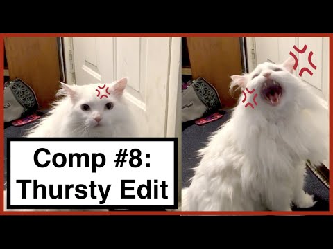 DIET Thurston Shrimpcomp #8