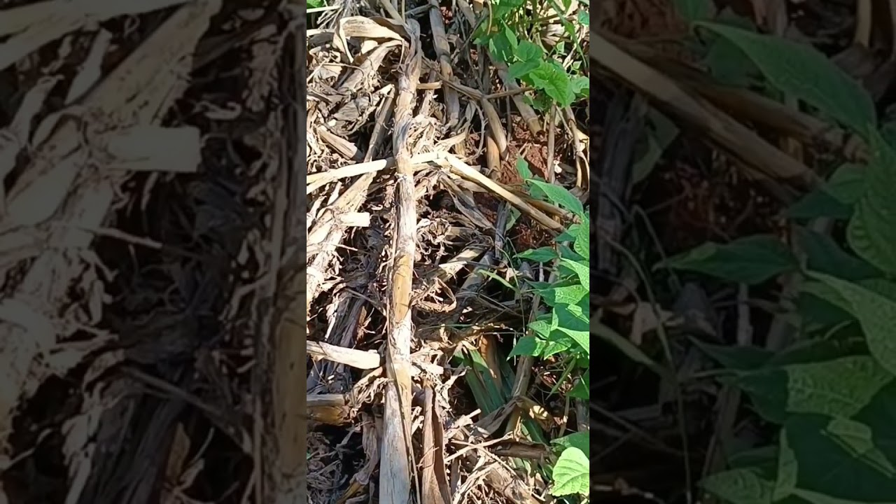 BEANS UNDER MINIMUM TILLAGE