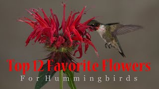 Top 12 Favorite Flowers for Hummingbirds