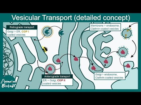 Vesicular transport (detailed