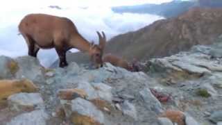 Ibex meeting in the Italian Alps