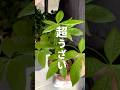 植物に湧くコバエ、これだけで消せます#観葉植物 #植物 #砂利で育てる観葉植物 #plants #虫
