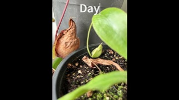 Pitcher plant pitcher growth timelapse (Nepenthes Viking) #shorts