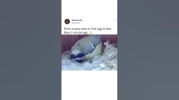 From empty nest to first egg in less than one minute