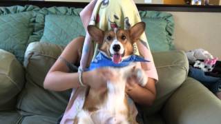 Shake It Off  Corgi Style (song by Taylor Swift)