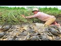 Amazing Betta Fishing In Rain Season | Search n Catching Many Fish By Hand After Raining