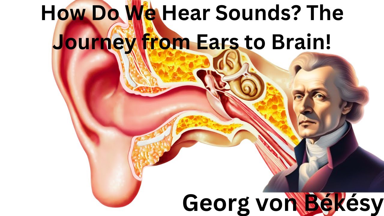 How Do We Hear Sounds? The Journey from Ears to Brain!