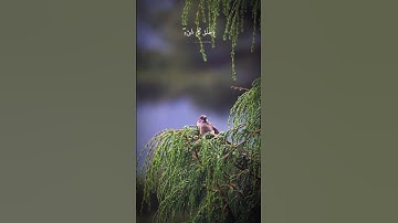 من أعمق آيات التوحيد | الشيخ البهتيمي في تلاوة نادرة من سورة الأنعام تهزّ الوجدان