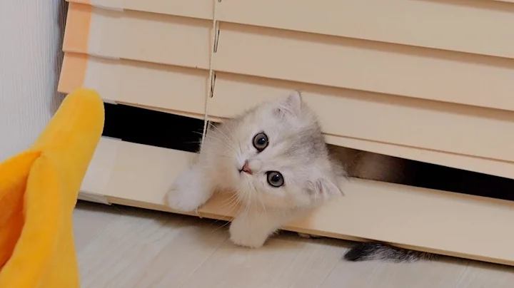 Watch the video about Kittens who get excited just before going to bed suddenly switch off.